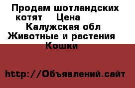 Продам шотландских котят  › Цена ­ 3 000 - Калужская обл. Животные и растения » Кошки   